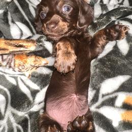 Dachshund Puppies from Garland Weens