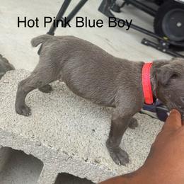 Hot Pink - Gray male Cane Corso puppy in Laplace, Louisiana from BFM Cane Corso’s