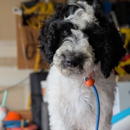 Green Collar - Parti male Goldendoodle puppy in Olympia, Washington from Sinclairdoodles