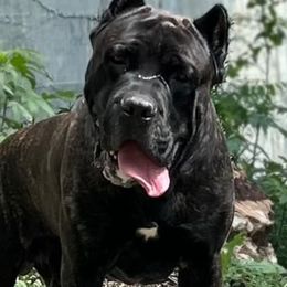 Ace - Cane Corso