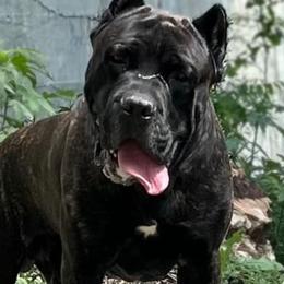 Ace - Cane Corso