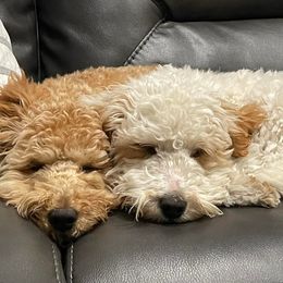 Goldendoodles from Bailey Marie Doodles