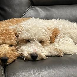 Goldendoodles from Bailey Marie Doodles