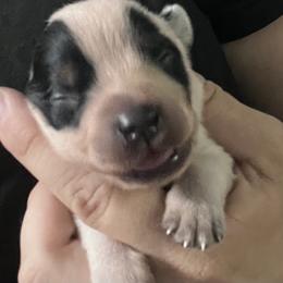 -Girl 2 - Blue female Australian Cattle Dog puppy in Kaufman, Texas from Emberwick Ranch