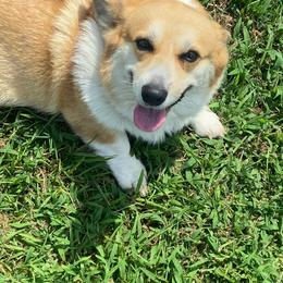Owena - Fawn female Pembroke Welsh Corgi puppy in Beulaville, North Carolina from Windy Acres Pembroke Welsh