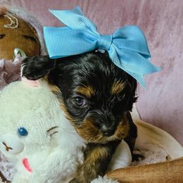 Stormy Jupiter - Black and tan female Cavapoo puppy in Tucson, Arizona from Cavapoo Puppy Parade