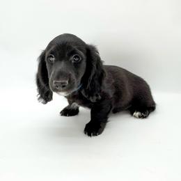 Buzz (AKC solid black) - Black male Dachshund puppy in Waddell, Arizona from Neu Doxies