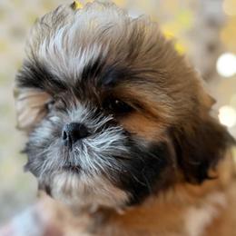 Teddy - Sable and white male Shih Tzu puppy in Victorville, California from Precioustzus