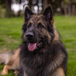 Flynt - Shiloh Shepherd