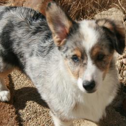 Fergus - Blue male Companion Cross puppy in Fairview, South Dakota from Dakota Toy Aussies