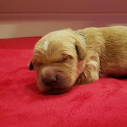 Shadow - Golden Retriever puppy in Arlington, Washington from Nagel Farm's