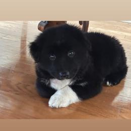 Boy 1 - Black & white male Australian Shepherd puppy in Chatsworth, California from AlwaysAussies