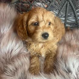 Ms Sweetness - Red  female Goldendoodle puppy in Corona, California from SoCalFamilyFrenchies, Doodles and more