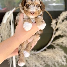 Tiger - Chocolate merle male Bernedoodle puppy in Salt Lake County, Utah from Coco Avenue Pups