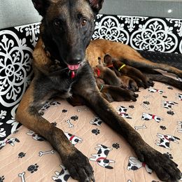 Belgian Malinois Puppies from Care 2 Protect