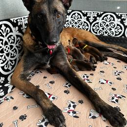 Belgian Malinois Puppies from Care 2 Protect