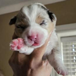 Girl 4 - Blue merle and white female American Corgi puppy in Neosho, Wisconsin from GC Farms Corgis