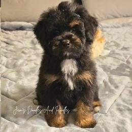 February - Tri-color male Bernedoodle puppy in Cleveland, Georgia from Jam's Doodles And Poodles