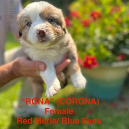 Miniature Australian Shepherd Puppies from SWLA MINI AUSSIES