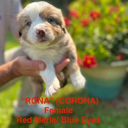 Miniature Australian Shepherd Puppies from SWLA MINI AUSSIES