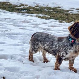 Australian Shepherd, Dachshund, and Miniature Australian Shepherd All Grown Up from Outlaw Aussies & Doxies
