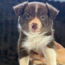 Blossom - Chocolate female Border Collie puppy in East Ellijay, Georgia from Nine Peaks Border Collies