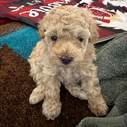 Macadamia nut - Cream female Poodle puppy in Tempe, Arizona from Teacups & Toys