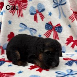 Cola - Black and red male German Shepherd puppy in Coplay, Pennsylvania from By My Side Germans Shepherds & Dobermans