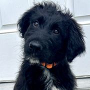SOLD: Boy 1l - Black Bordoodle puppy in Pavo, Georgia from The Painted Egg at Copper Barrel Farm