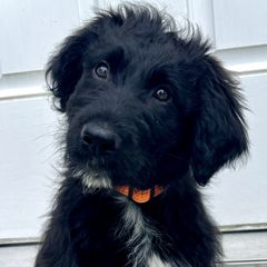SOLD: Boy 1l - Black Bordoodle puppy in Pavo, Georgia from The Painted Egg at Copper Barrel Farm
