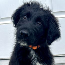 SOLD: Boy 1l - Black Bordoodle puppy in Pavo, Georgia from The Painted Egg at Copper Barrel Farm