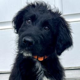 SOLD: Boy 1l - Black Bordoodle puppy in Pavo, Georgia from The Painted Egg at Copper Barrel Farm