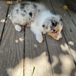 Australian Shepherd Puppies from HCA Aussies