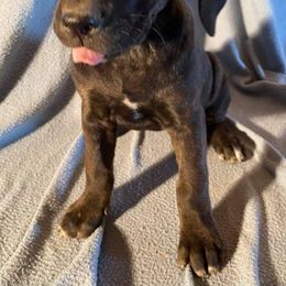 Girl 5 - Catahoula Leopard Dog puppy in Pavillion, Wyoming from TNT Catahoulas