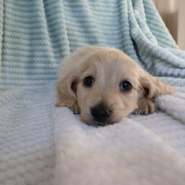 Ace - Cream male Dachshund puppy in Mc Donough, Georgia from Hot Diggity Doxies