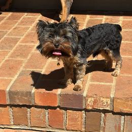 Bugatti Boy - Yorkshire Terrier