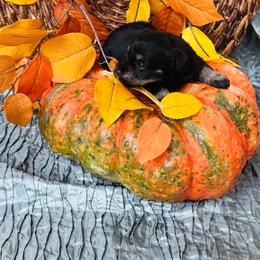 Willow - Black and silver female Miniature Schnauzer puppy in Moreauville, Louisiana from Bayou Schnauz and Dals
