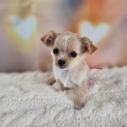 Wheatley - Cream and white male Chihuahua puppy in Decatur, Illinois from Petite Pups