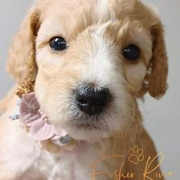 Goldendoodle and Poodle Puppies from Fisher River Doodle's