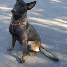 Belgian Malinois and Boston Terrier All Grown Up from SB & Raksha