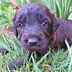 Double Doodle and Labradoodle Puppies from Mary's Crazy Double Doodle Doggies