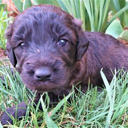 Double Doodle and Labradoodle Puppies from Mary's Crazy Double Doodle Doggies