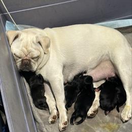 Pug puppies from PNW Pugs