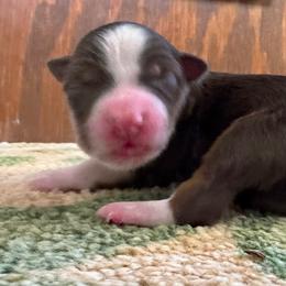 Boy 2 - Red tri male Miniature Australian Shepherd puppy in Rindge, New Hampshire from Lil' Bit Aussie