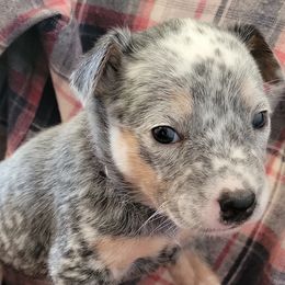 Australian Cattle Dogs from Fun Size Heelers