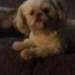 Kirby - Shih Tzu
