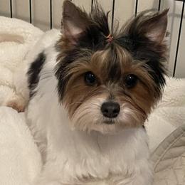 Cora - Yorkshire Terrier