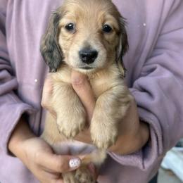 Girl 1 - Cream female Dachshund puppy in Benton City, Washington from DOXA Miniature Dachshunds