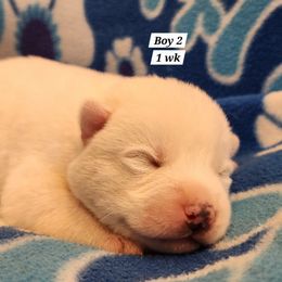 Boy 2 - White male Siberian Husky puppy in Grayson, Kentucky from Kentucky Huskies