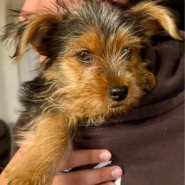 Rocky - Black and tan male Yorkshire Terrier puppy in Bakersfield, California from Yorkie To My Heart